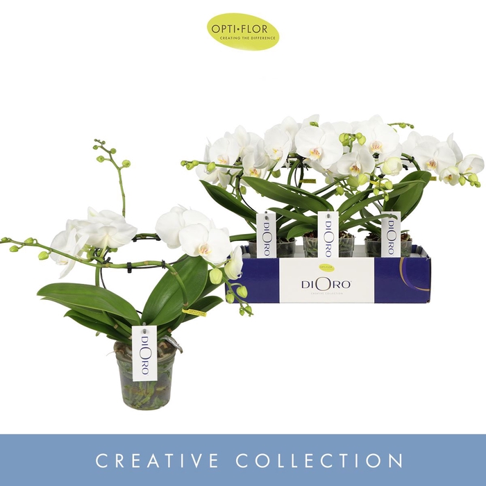 Phalaenopsis wit meer takken