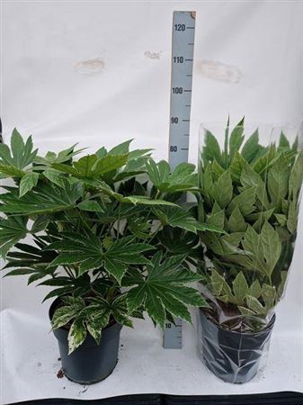 <h4>Fatsia Variegata</h4>