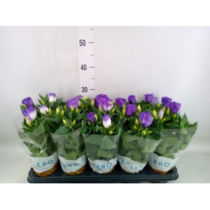 Eustoma russ. EN 'Carmen Ivory'