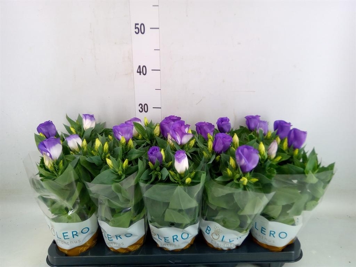 <h4>Eustoma russ. EN 'Carmen Ivory'</h4>