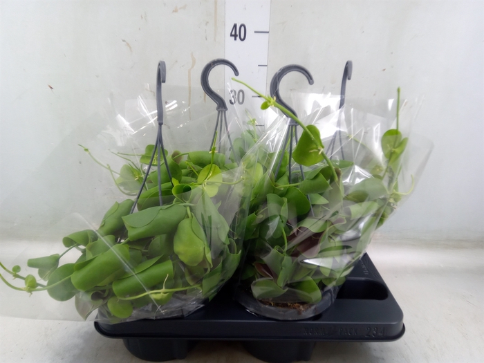 <h4>Dischidia platyphylla</h4>