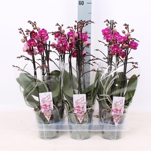 Phalaenopsis multi. 'Ant Merida'