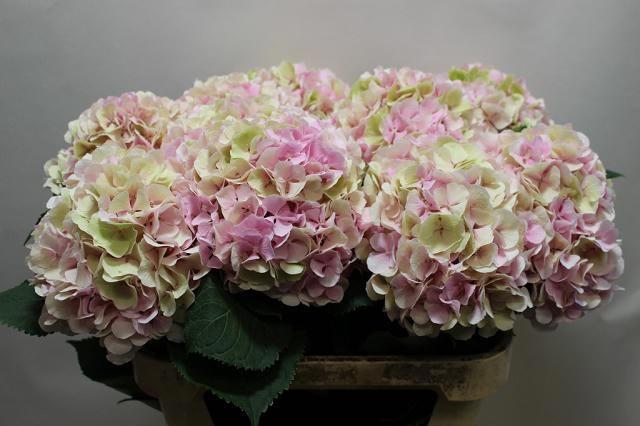 <h4>HYDR M CH VERENA CL</h4>