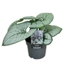 Brunnera