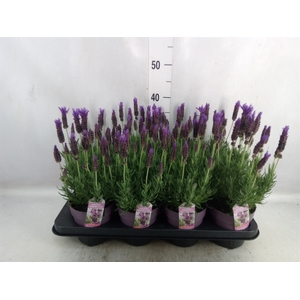 Lavandula stoec. 'Fant Purpl Flame'