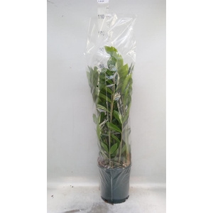 Zamioculcas zamiifolia
