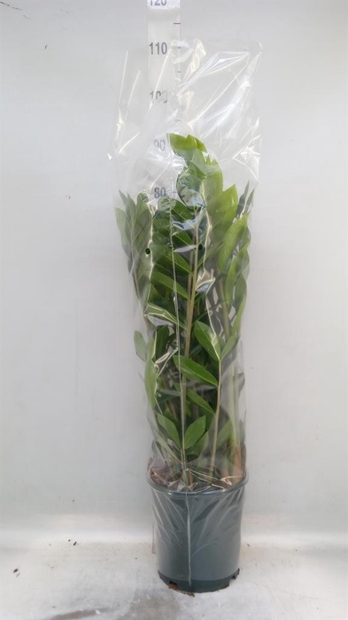 <h4>Zamioculcas zamiifolia</h4>