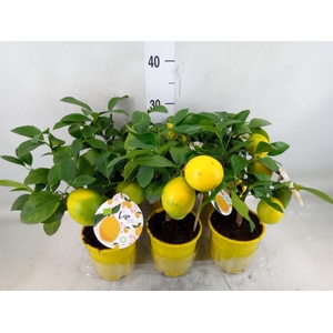Citrus meyeri 'Meyer'