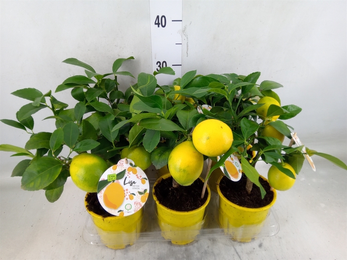 <h4>Citrus meyeri 'Meyer'</h4>