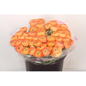 Ran.. Su Honey Salmon Extra