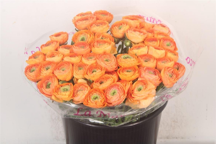 <h4>Ran.. Su Honey Salmon Extra</h4>