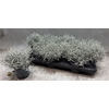 Leucoph Brownii