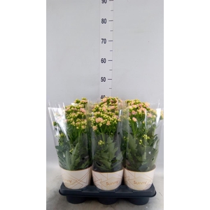 Kalanchoe  'MoreFlow Sunny Pink'