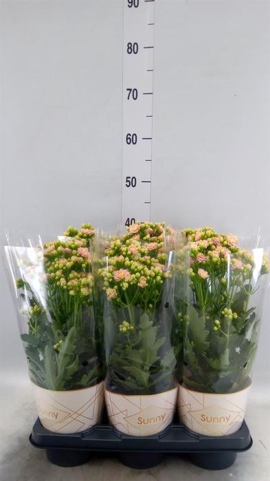 <h4>Kalanchoe  'MoreFlow Sunny Pink'</h4>