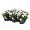 Osteospermum FP Ice Decorum