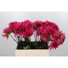 Dahlia Pink Punk