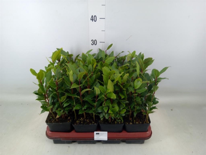 <h4>Laurus nobilis</h4>