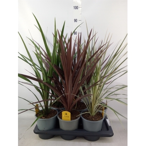 Cordyline   ...