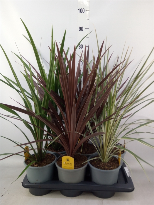 <h4>Cordyline   ...</h4>