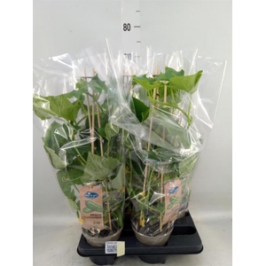 Cucumis sativus   ...