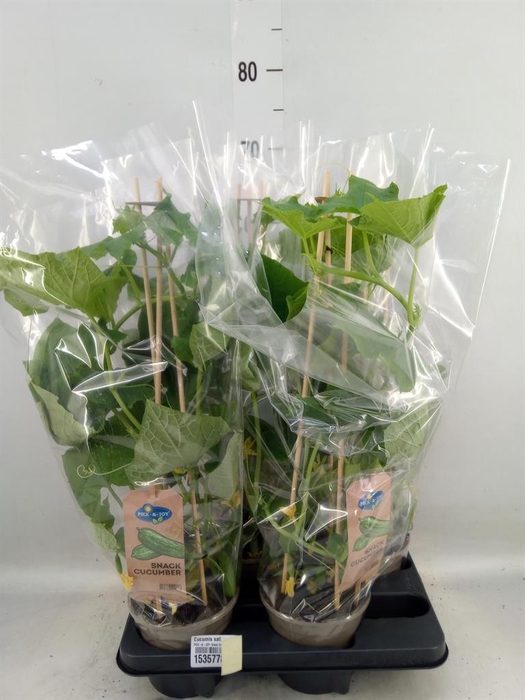 <h4>Cucumis sativus   ...</h4>