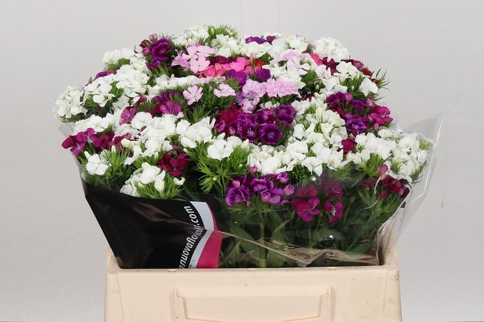 Dianthus Br Am Mix Rainbow