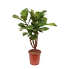 Ficus lyrata
