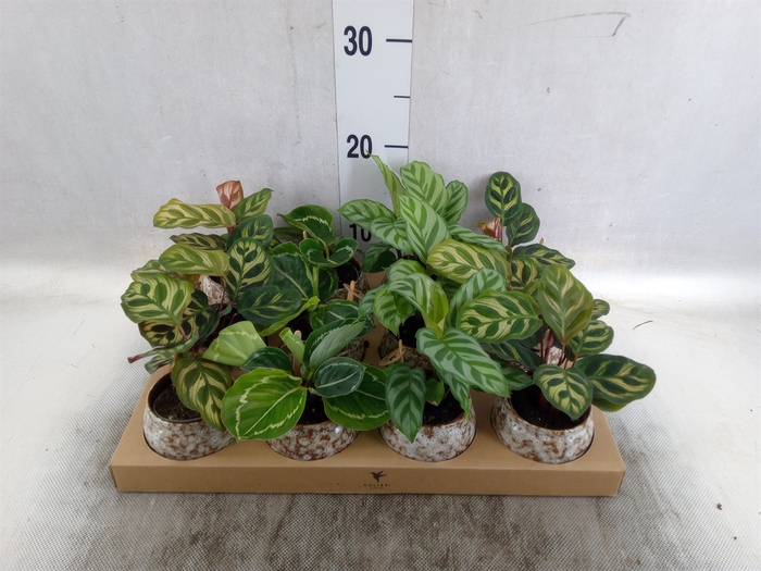 <h4>Calathea   ...mix</h4>