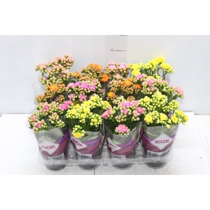 KALANCHOE DOBRADO MINI P09