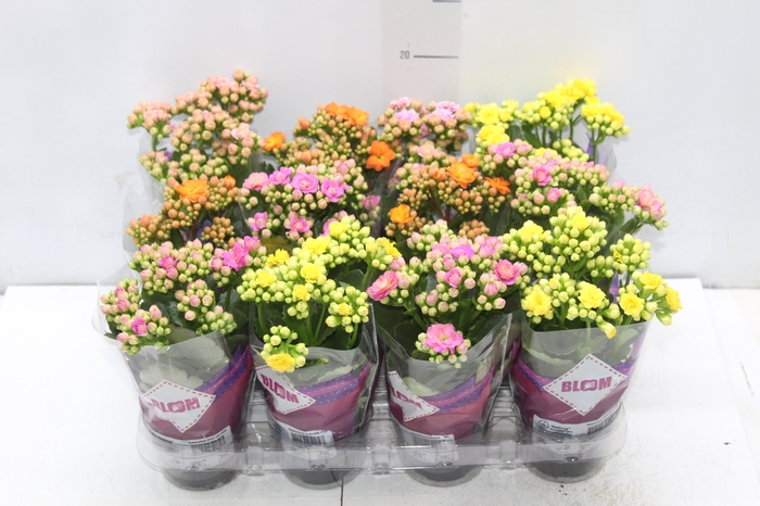 <h4>KALANCHOE DOBRADO MINI P09</h4>
