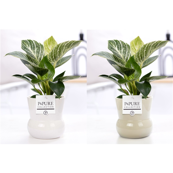 <h4>Philodendron White Wave in P&PURE Plant Vase Maxima ass.2</h4>