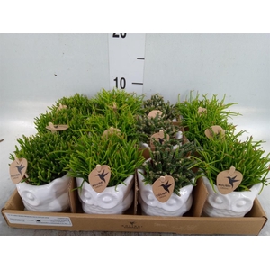 Rhipsalis   ...mix