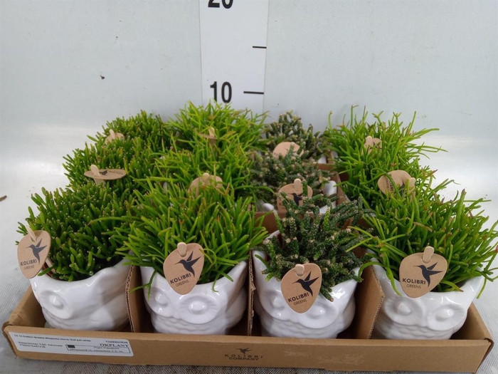 <h4>Rhipsalis ...mix</h4>