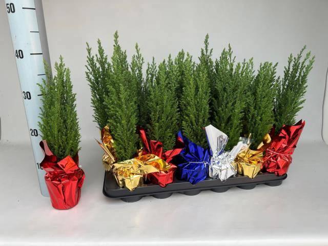 <h4>CHAM L ELLWOODII</h4>