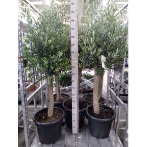 Olea europaea