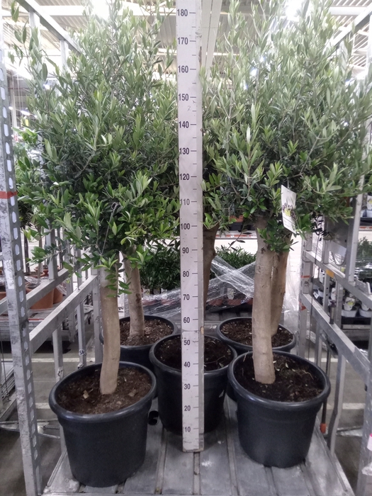 <h4>Olea europaea</h4>