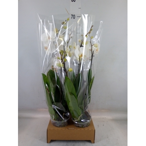 Phalaenopsis   ...white