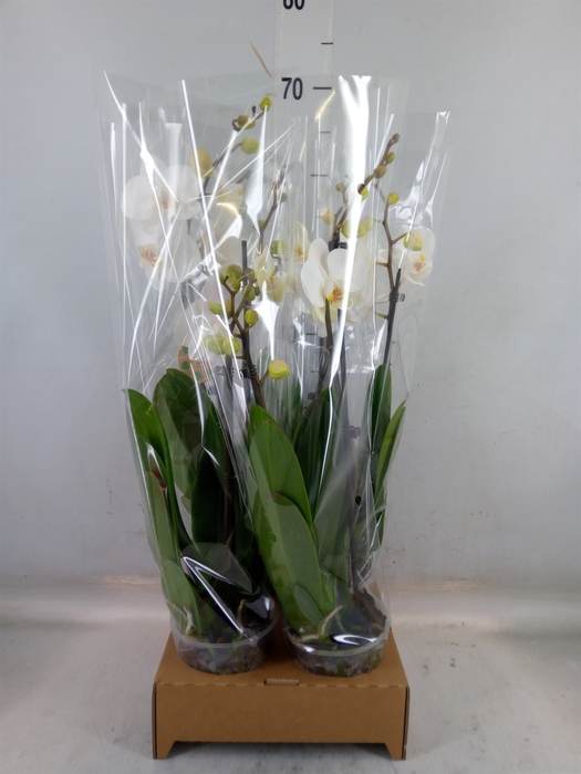 <h4>Phalaenopsis   ...white</h4>