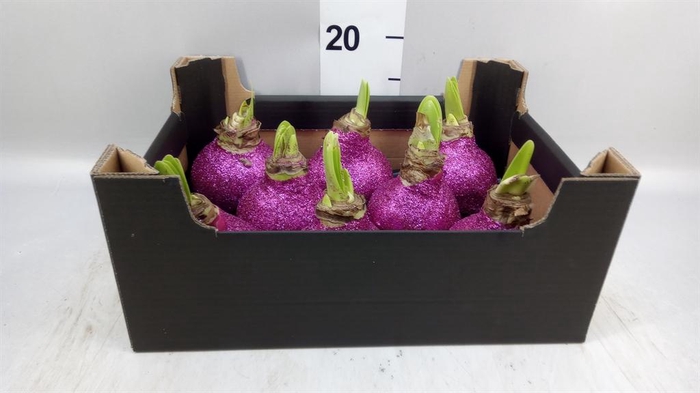 <h4>Hippeastrum   ...waxed H%</h4>