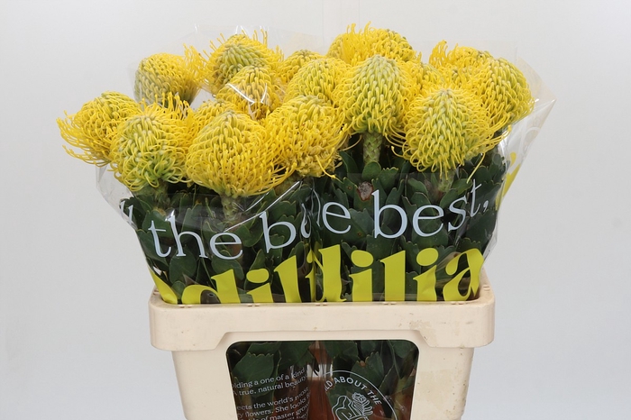<h4>Nutans Ayoba Yellow</h4>
