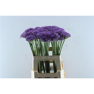 Allium Violet Beauty