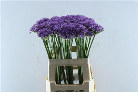 <h4>Allium Violet Beauty</h4>