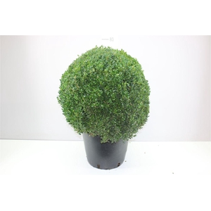 Buxus Semp Bol 55-60cm