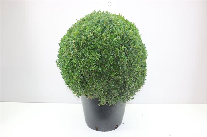 <h4>Buxus Semp Bol 55-60cm</h4>