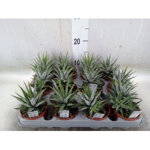 Haworthia fasciala 'Big Band'
