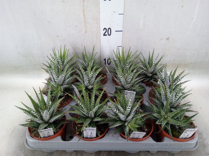 <h4>Haworthia fasciala 'Big Band'</h4>