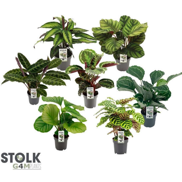 <h4>Calathea 14cm mix rondbladige soorten.</h4>