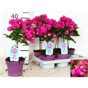 BOUGAINV VERA D P IM