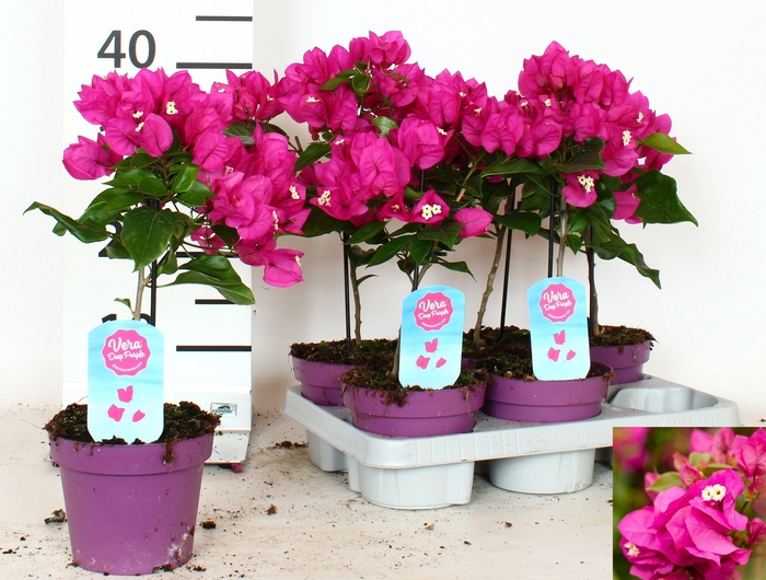 <h4>BOUGAINV VERA D P IM</h4>