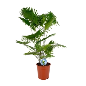Livistona Rotundifolia 24 cm